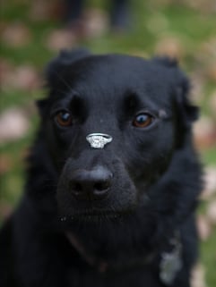 Myring2.jpg Myring2.jpg